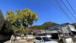 有田の大公孫樹