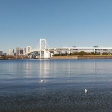 水鳥は気持ち良さそうに泳いでました