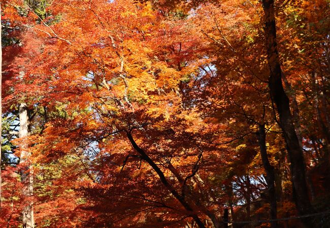 香嵐渓 もみじのトンネル