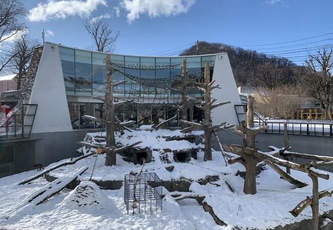 ブラキストン線超えで連れてこられたサル