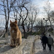 展望台までは猫だらけ。寄っても逃げないので写真撮り放題。