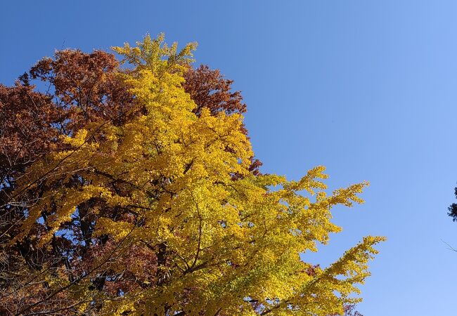 紅葉がきれいでした。