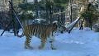 雪も似合う虎