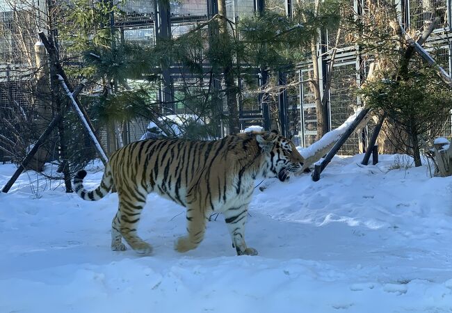 雪も似合う虎