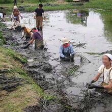 水郷トンボ公園のオニバス池手入れ作業風景