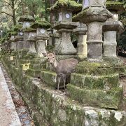 石灯籠の陰から鹿さん☆