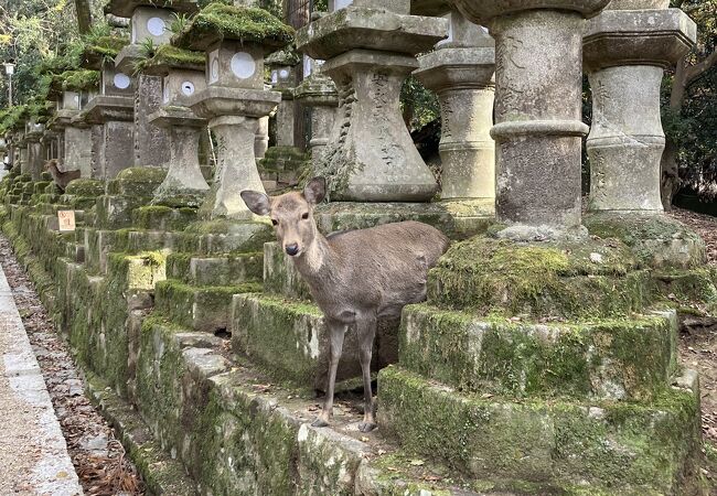 石灯籠の陰から鹿さん☆