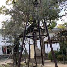 日本最古のオリーブの樹(湊川神社)