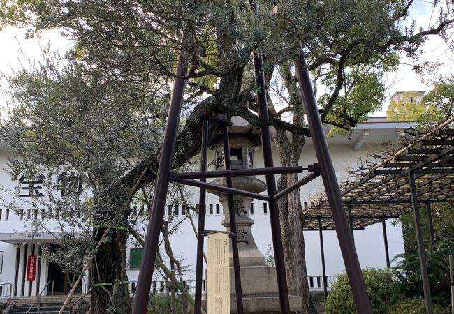 日本最古のオリーブの樹(湊川神社)