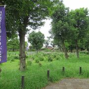 都立水元公園の菖蒲まつりを見に行きました