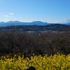 2024年1月の吾妻山公園　菜の花見ごろです