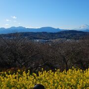 2024年1月の吾妻山公園　菜の花見ごろです