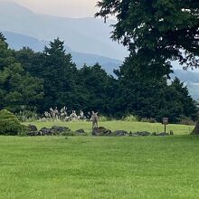 敷地内を散策していたら野生のシカに遭遇しました