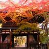 11月28日松戸市北小金の東漸寺境内のモミジは綺麗に紅葉してました