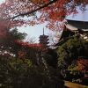 11月28日訪問、松戸北小金のあじさい寺の本土寺は紅葉も綺麗です