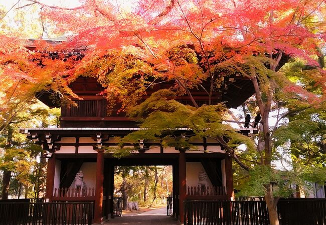 11月28日松戸市北小金の東漸寺境内のモミジは綺麗に紅葉してました