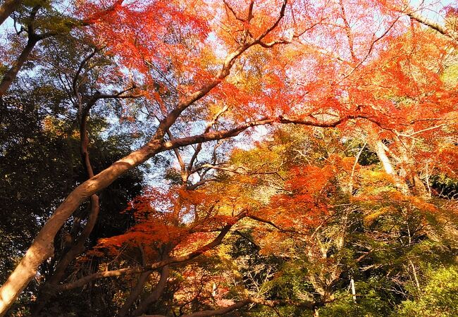 清水公園