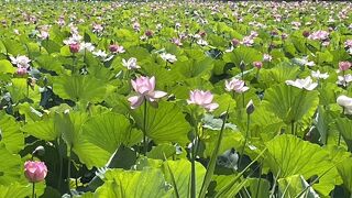お濠一面蓮だらけ