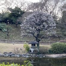 東京都庭園美術館 庭園