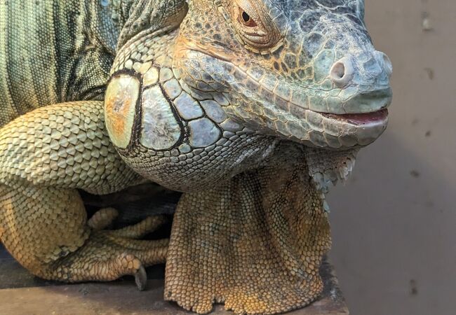 イルカのショーやかきの養殖などがみれる水族館