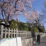 通りに面して美しい桜が満開