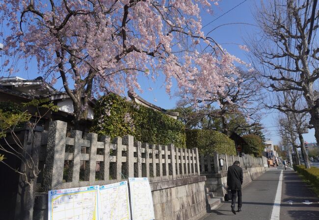 通りに面して美しい桜が満開