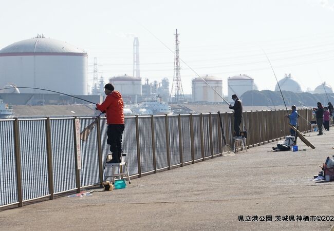 公園の海際で、高いフェンス越しに脚立で釣りをする釣り人達が珍しかったです