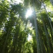 竹林ワールド　珍しい竹も！
