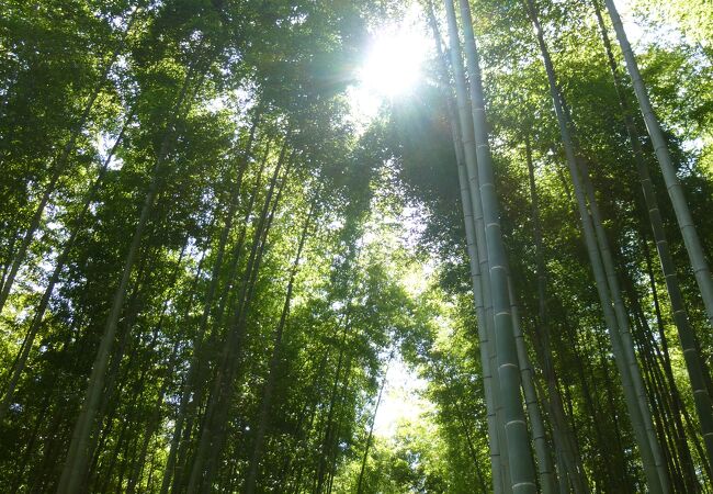 竹林ワールド　珍しい竹も！