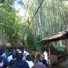 野宮神社 黒木鳥居