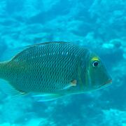 海中に続く塔を降りると、豊富なお魚たちを楽しめる「自然の水族館」。