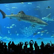 沖縄と言ったらここ！的な水族館。