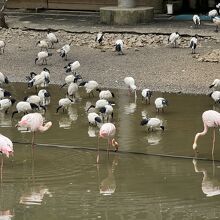 フラミンゴの池ではすごい数の鳥たちに圧倒！