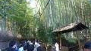 野宮神社 黒木鳥居