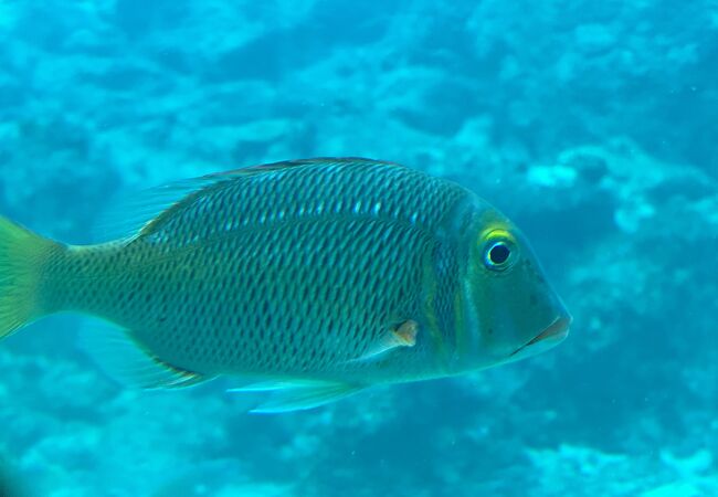 海中に続く塔を降りると、豊富なお魚たちを楽しめる「自然の水族館」。