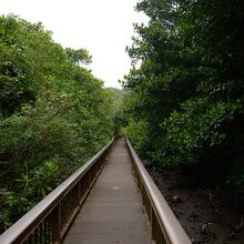 マングローブの中に続く歩道の様子。