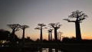 マダガスカル観光のハイライト