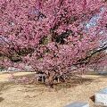 土肥桜が満開でした!