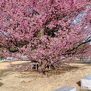 土肥桜が満開でした!