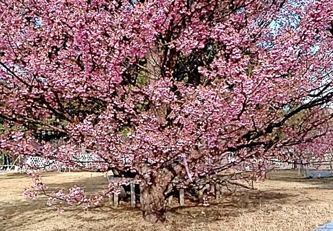 土肥桜が満開でした!