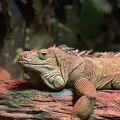 オーストラリアの固有種と爬虫類