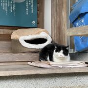 「三輪山平等寺」を棲家としている猫探し