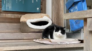 「三輪山平等寺」を棲家としている猫探し