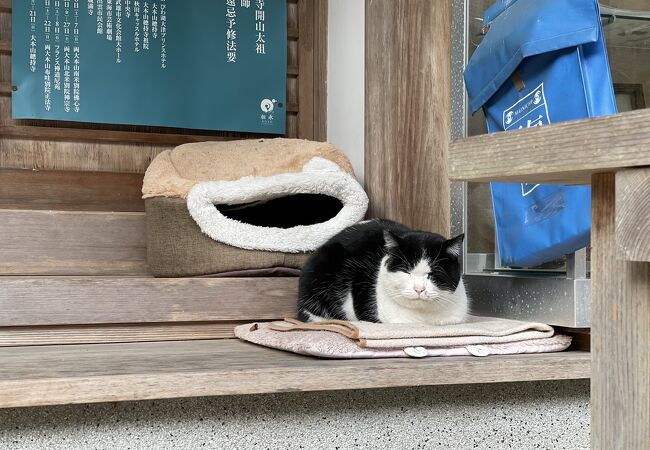 「三輪山平等寺」を棲家としている猫探し