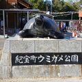 ウミガメを見る事ができる道の駅です！