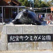 ウミガメを見る事ができる道の駅です！