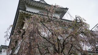 桜は既に散ってしまっていました