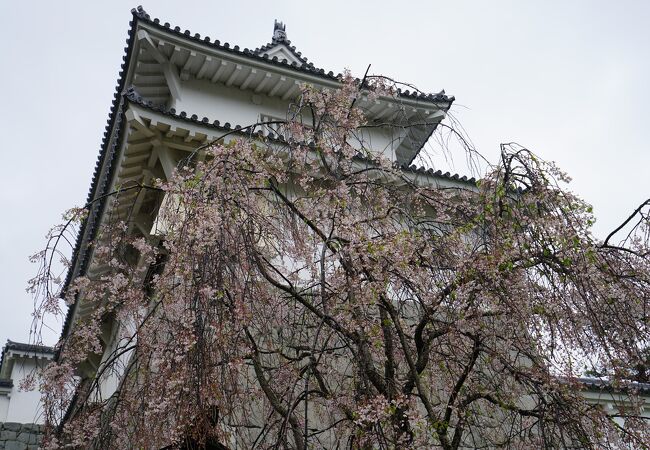 桜は既に散ってしまっていました