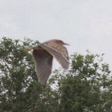 ゴイサギ幼鳥