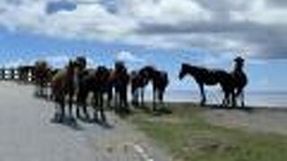 コトーさんの道